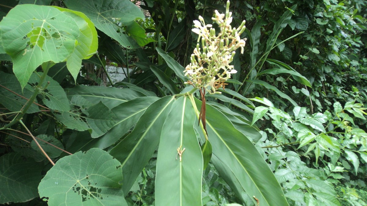 Alpinia galanga (L.) Willd.